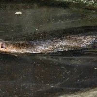 Coypu